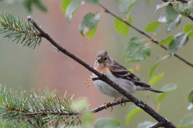 Pinson du Nord / Brambling